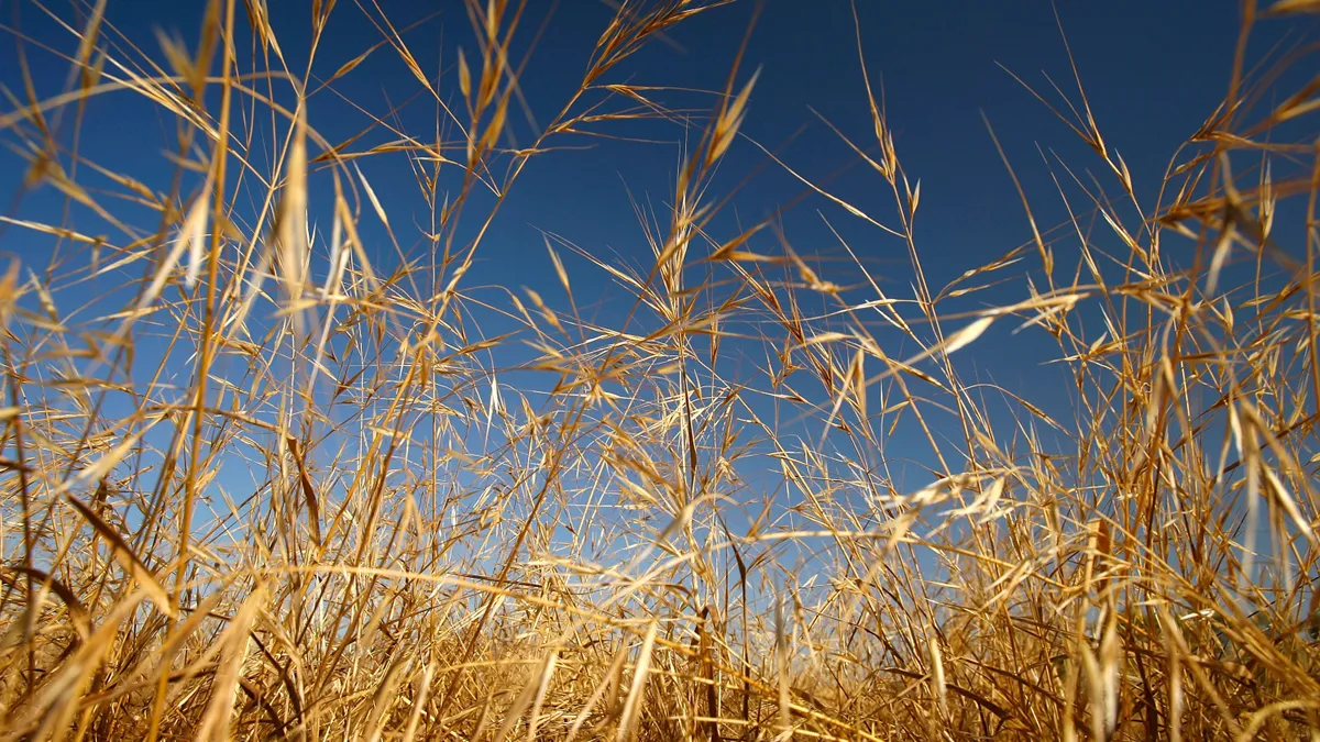 Dry grasses go to seed as drought conditions worsen in California.