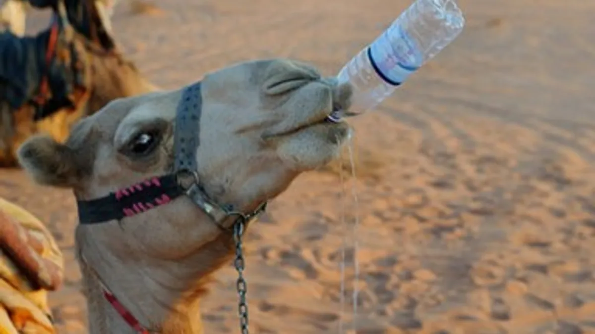 Camel drinking from water bottle