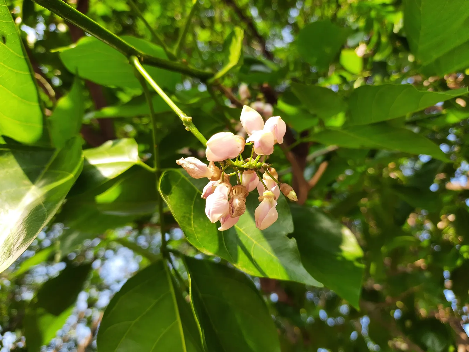 pongamia tree ponova hawaii
