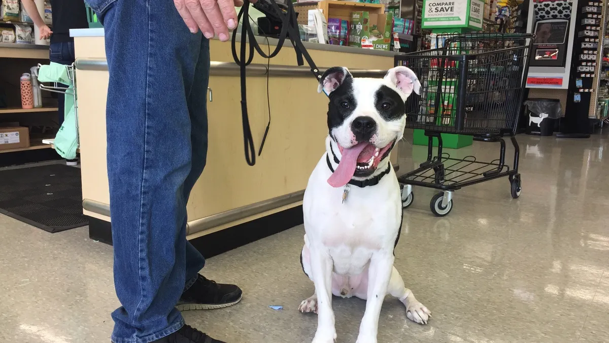 A dog inside a Pet Supplies Plus