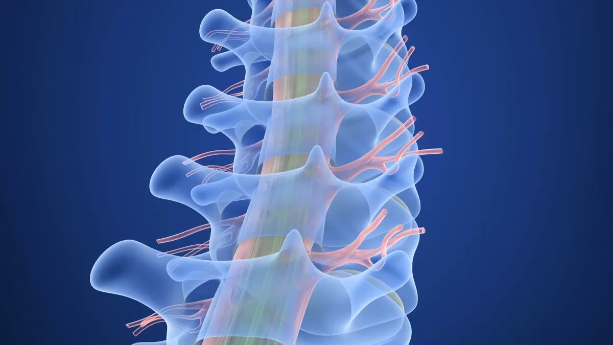 A 3d image of a spinal column