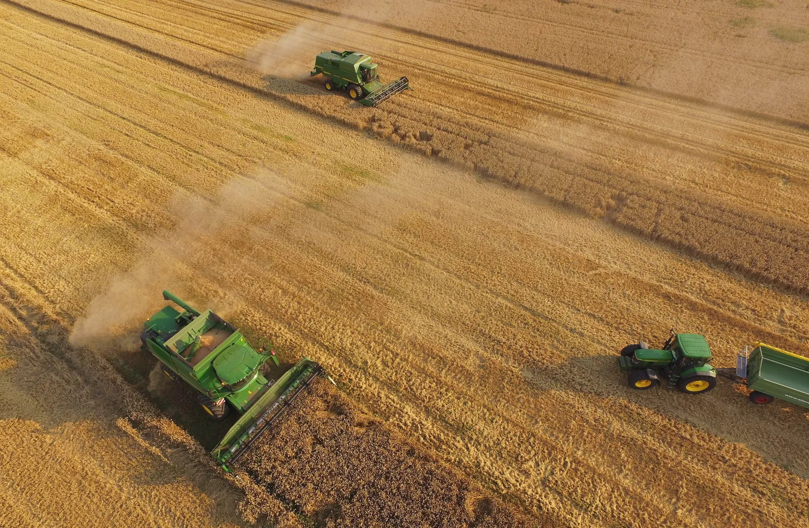 farming, wheat, agriculture