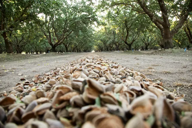 Despite drought, almonds will keep on growing | Food Dive