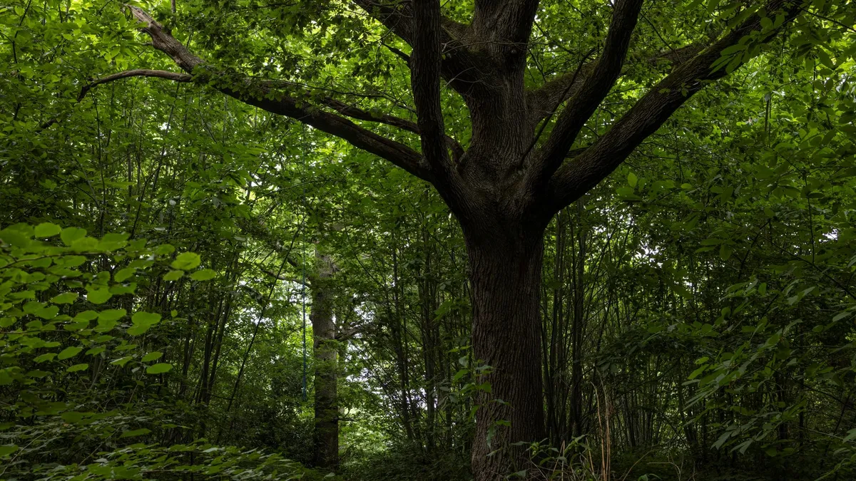 A view of a forest containing thick greenery and large trees.