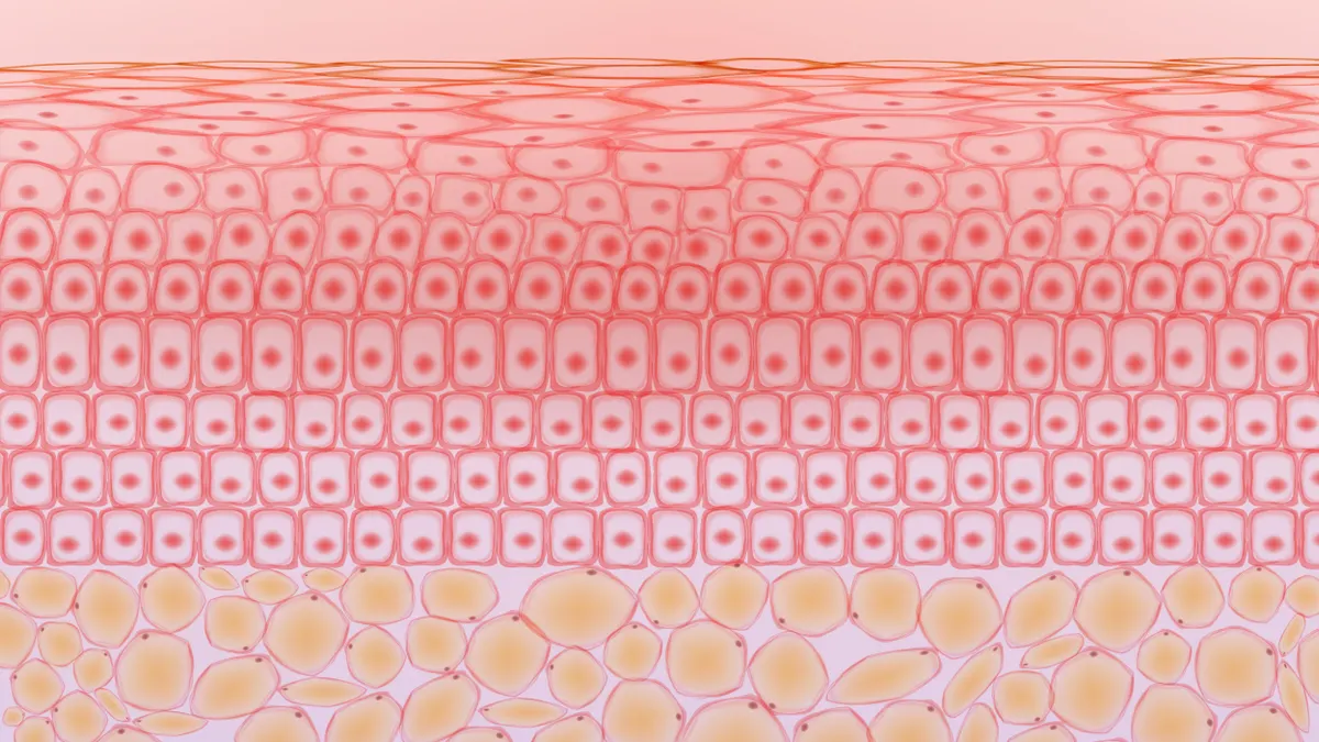 A stock illustration of skin and fat tissue cells, viewed at cross section and colored pale pink.