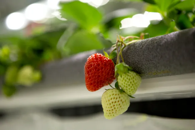 Oishii nabs another M as it prepares to take its luxury strawberries worldwide