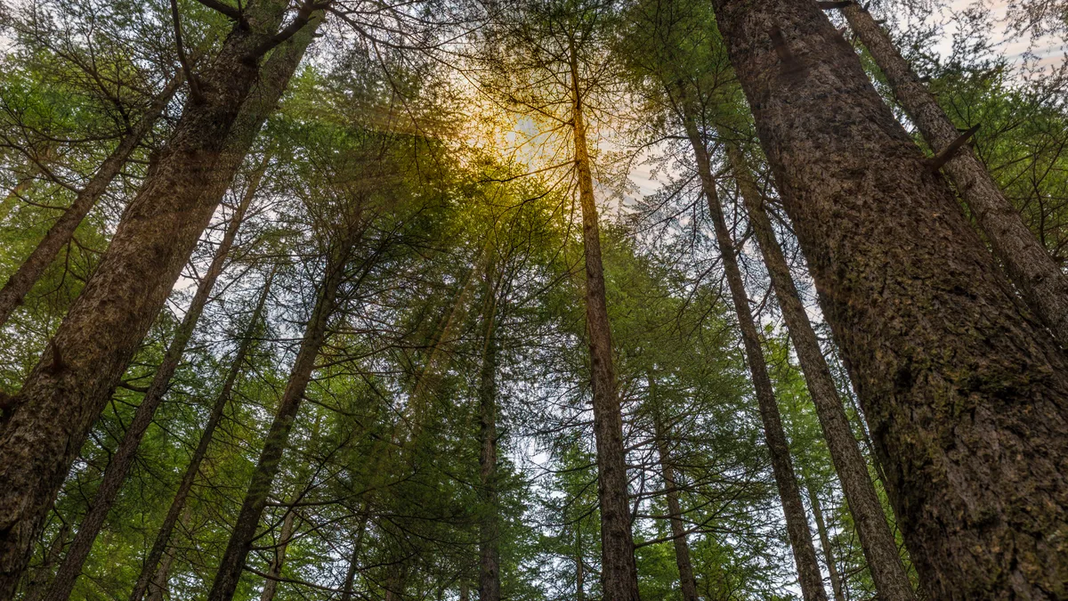 A view of numerous trees in a dense forest.