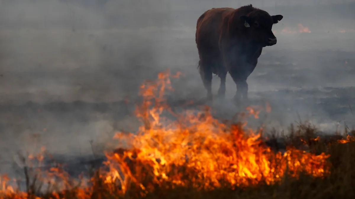 A cow flees from a wildfire in Texas.