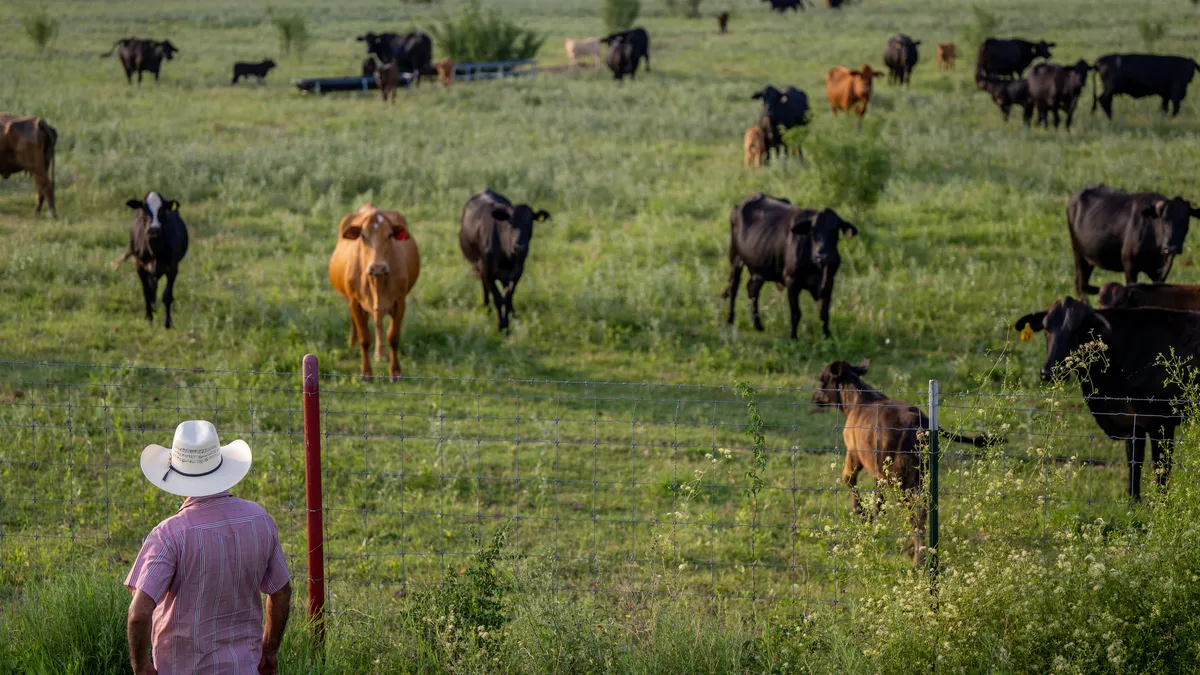 A rancher stands with his back to the camera, looking at cows behind a fence