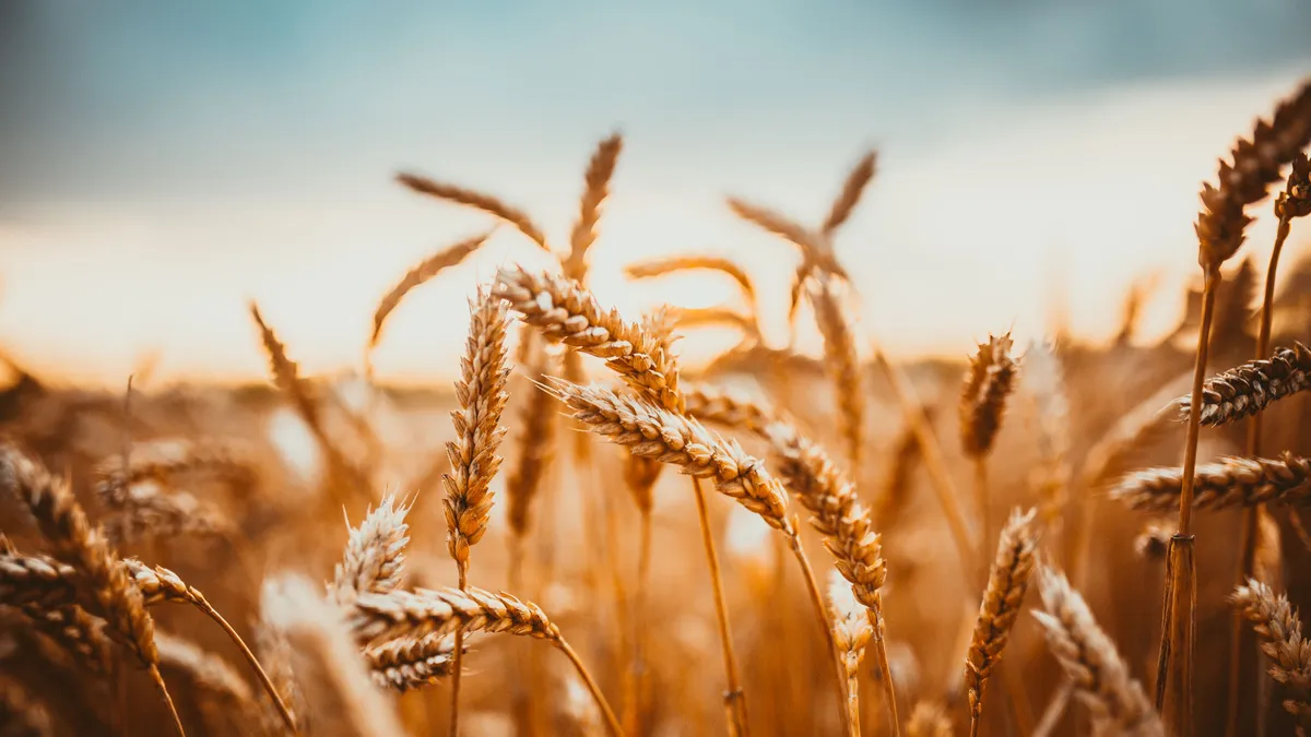 A closeup of stalks of wheat in a field against a blue sky.