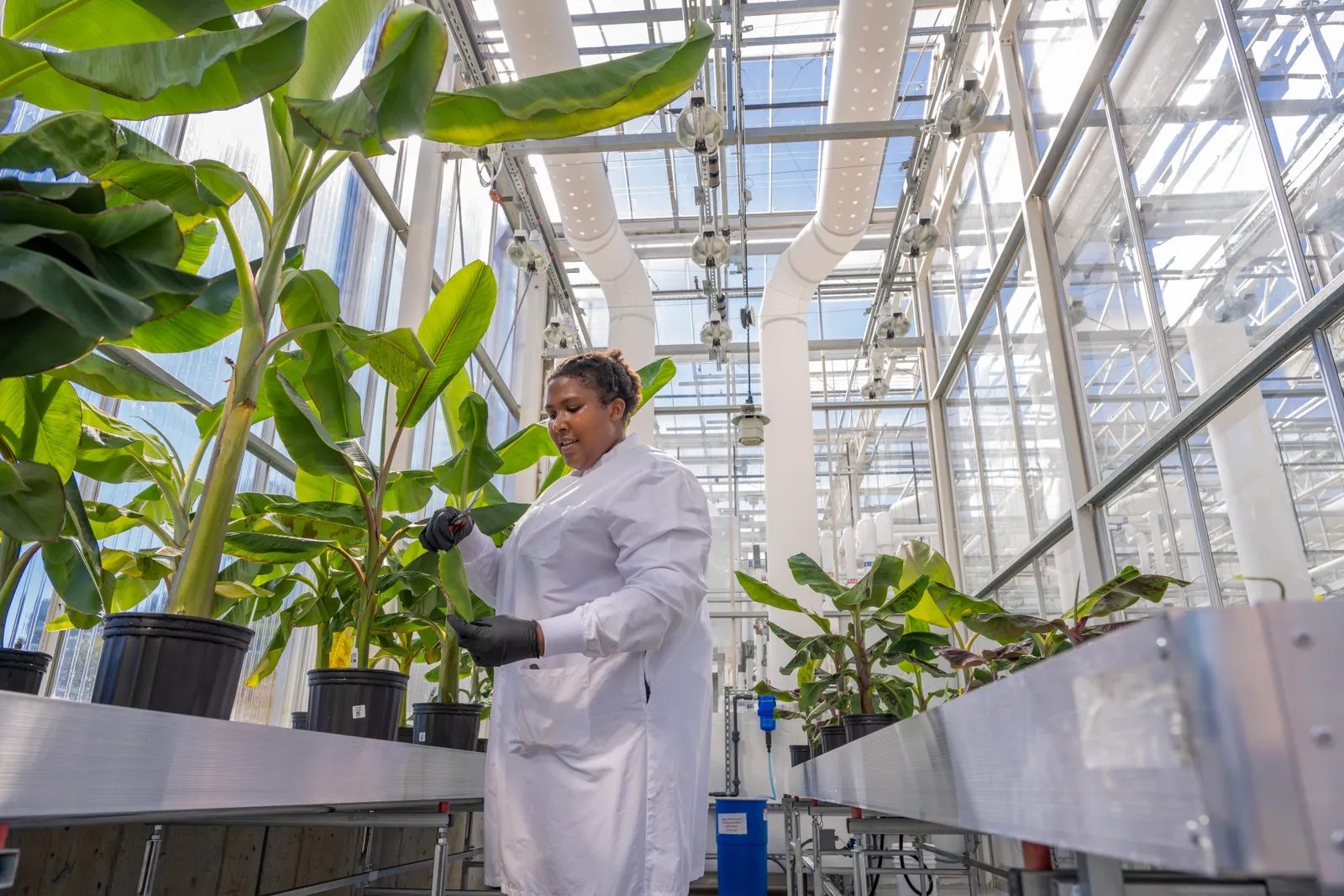 A scientist tends to banana plants in a greenhouse