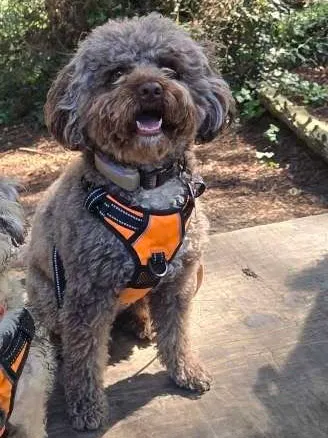 Brex’s Erica Dorfman dog