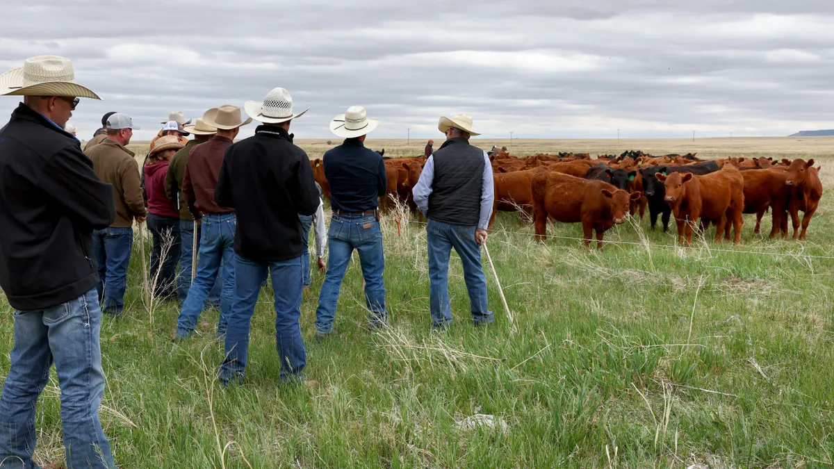 A group of ranchers in cowboy hats stand in a pasture and observe cattle grazing