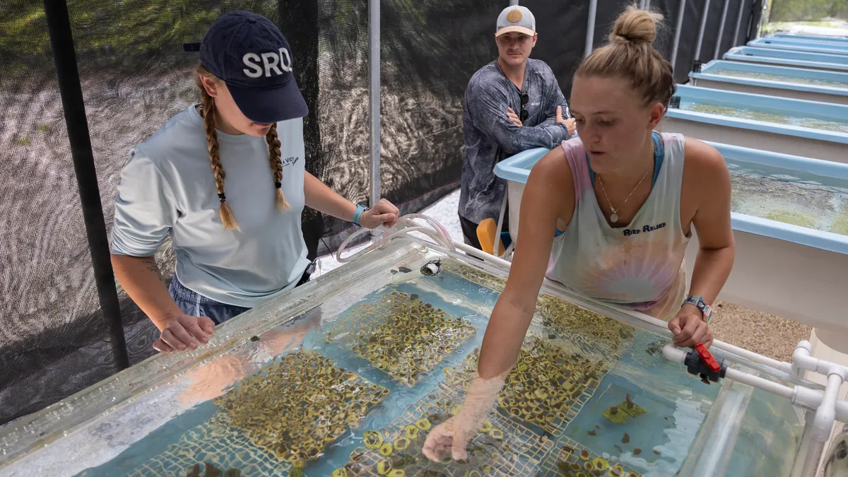 An intern and technicians examine coral at a coral restoration farm.