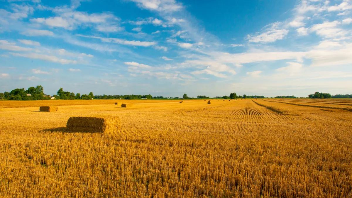 Straw bales in a field after the wheat harvest in Indiana.