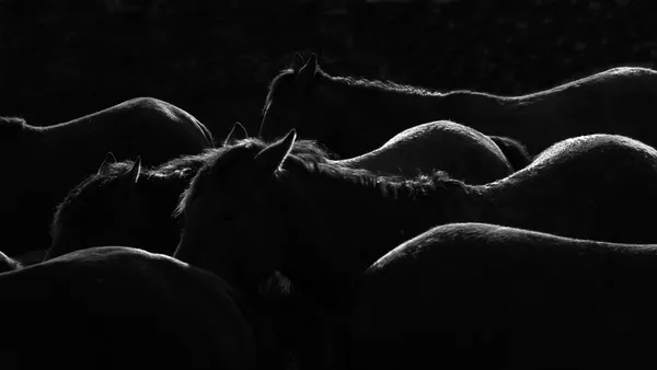 dark horse