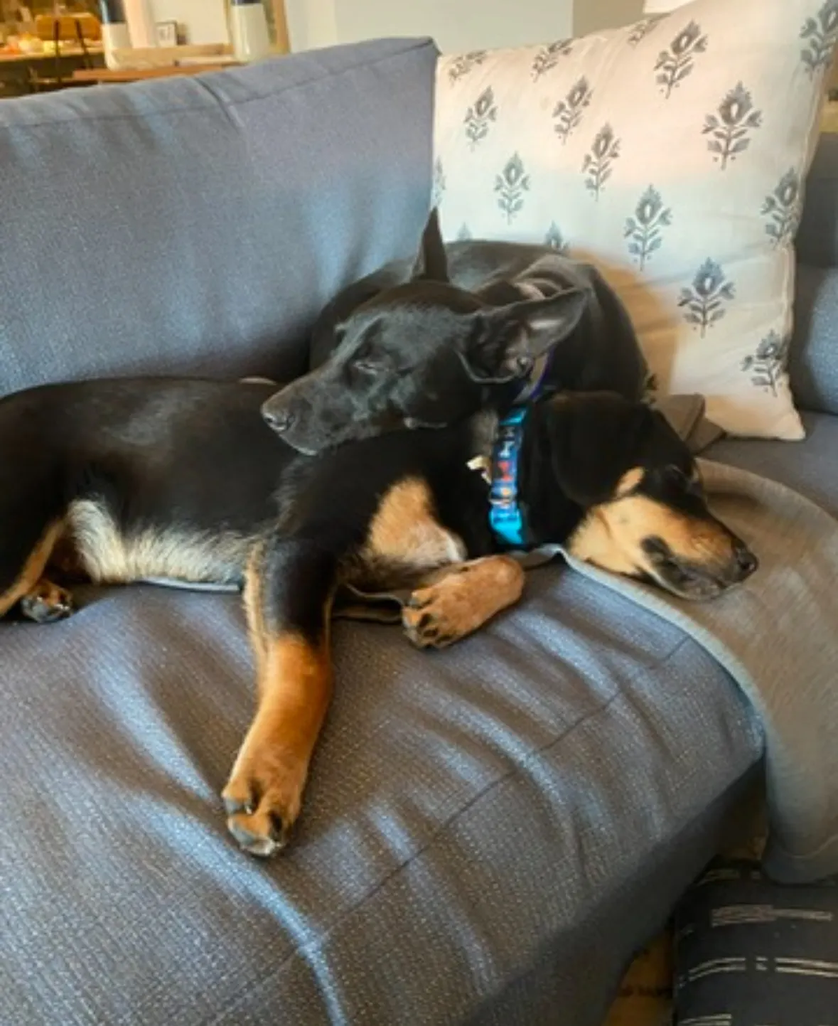 Klaviyo’s Amanda Whalen's dogs