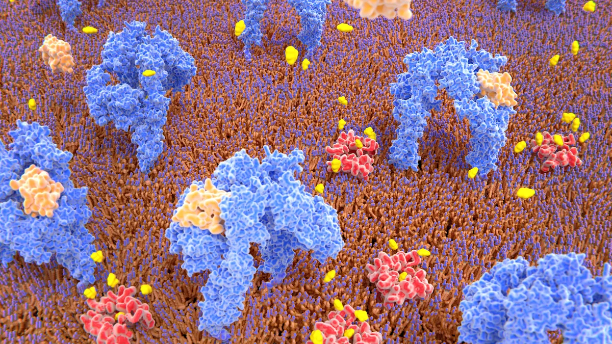 Insulin activates glucose transport into a cell by binding to insulin receptors - stock photo