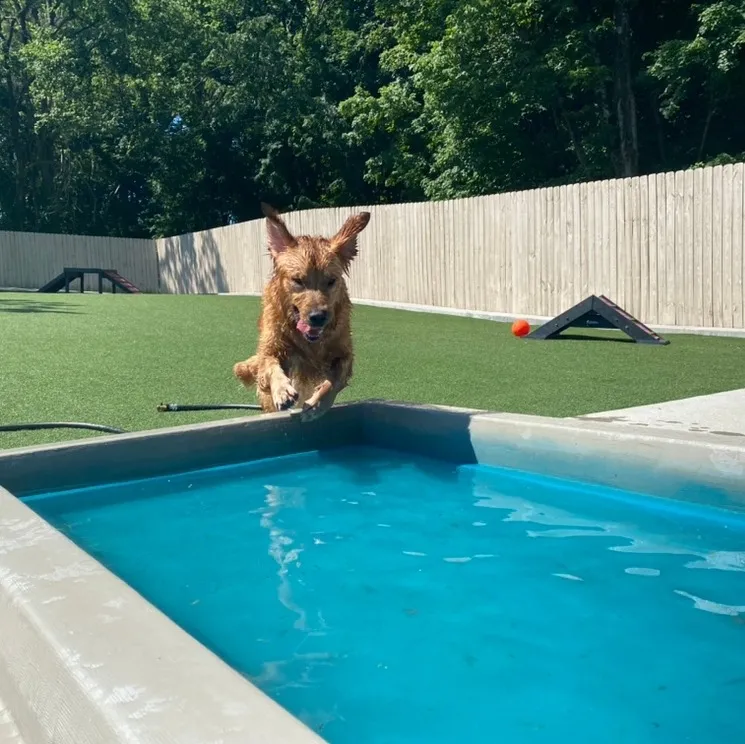 A dog in a small pool of water, with a lawn and agility equipment nearby.