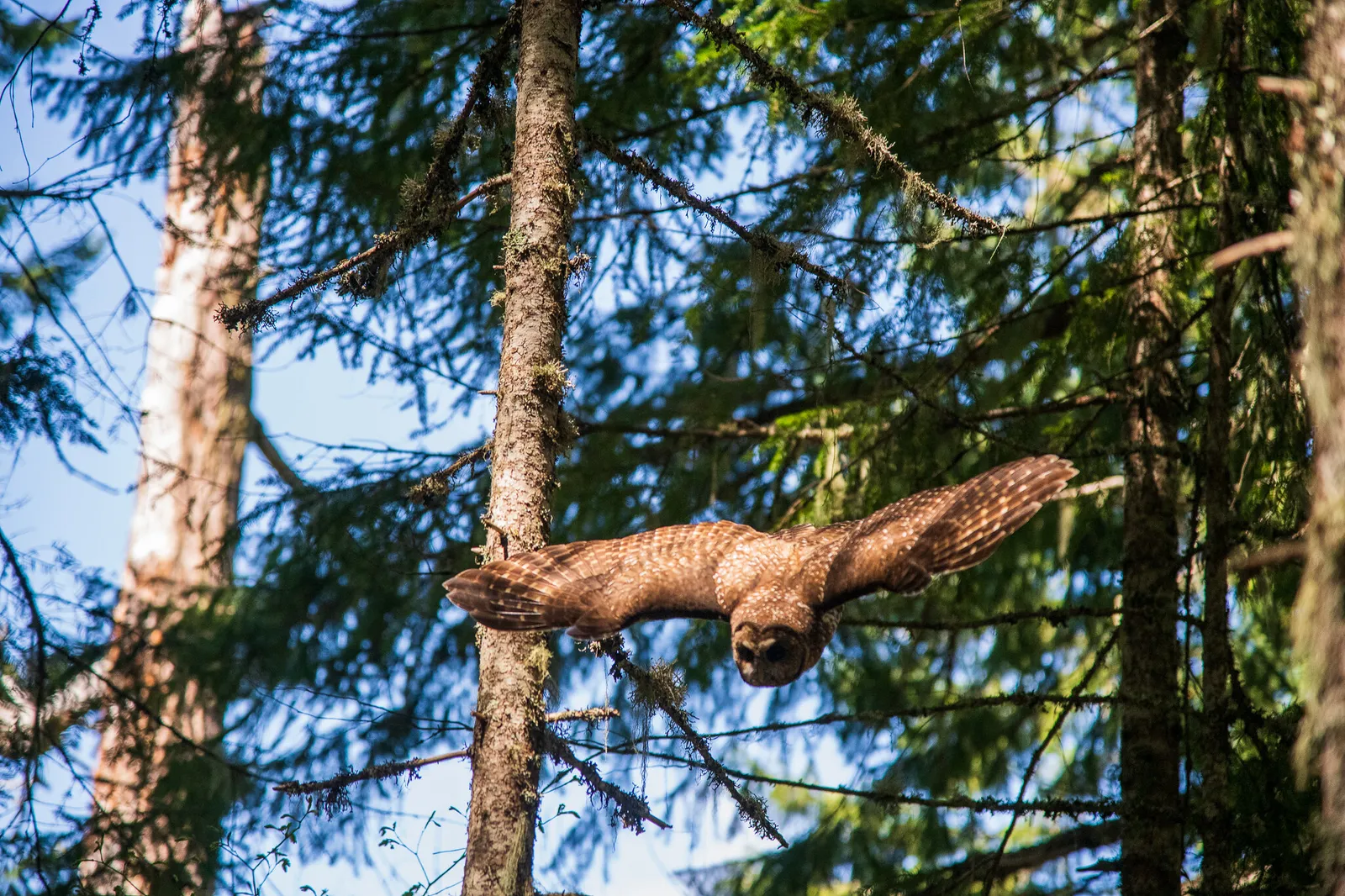 A Northern spotted owl flies in a forest