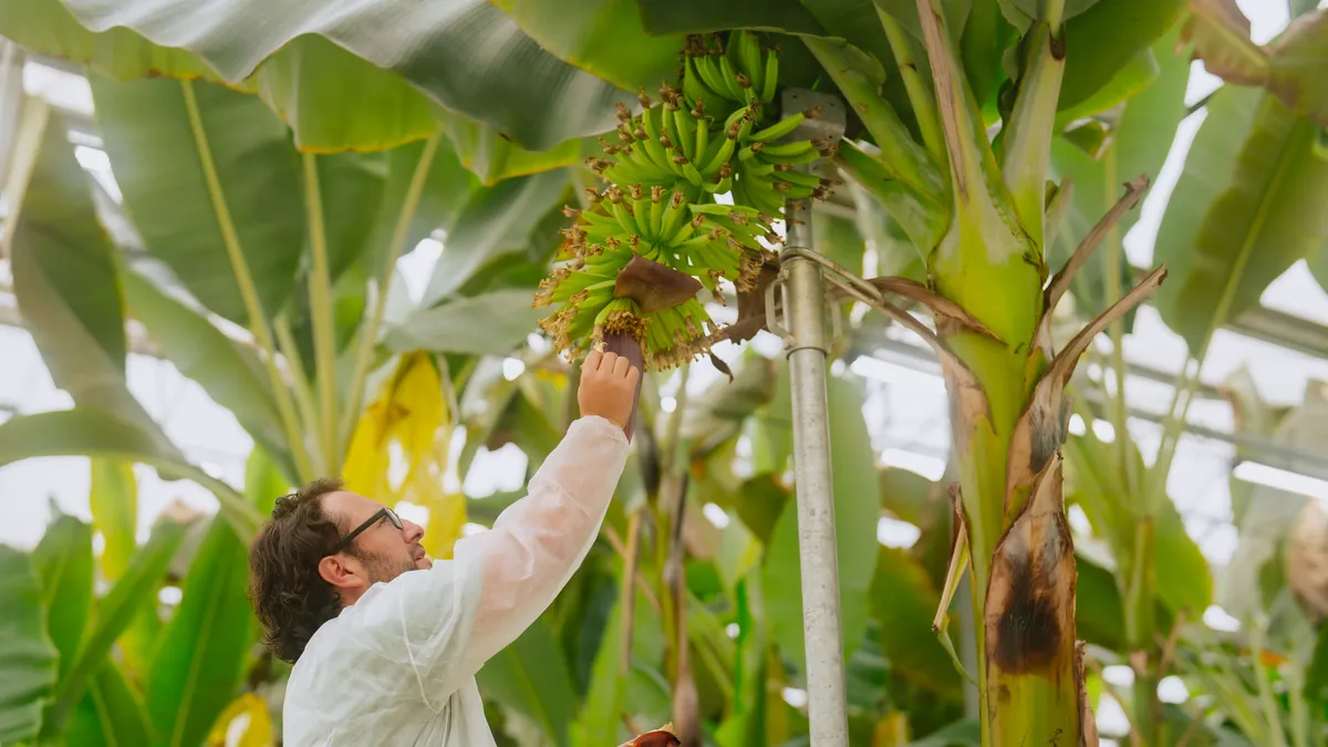 A scientist is seen reaching for a banana plant inside a greenhouse