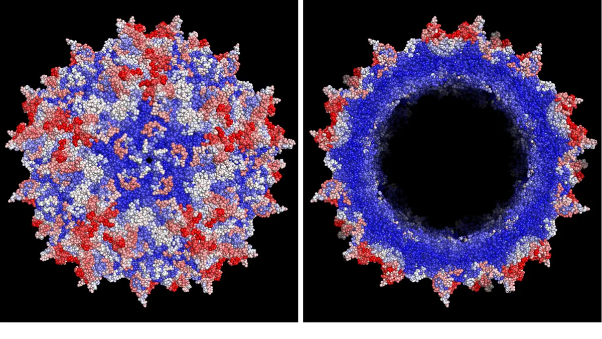 Improved AAV vector capsid for gene therapy engineered with a new machine-guided approach shows, in red, improvements in efficiency of viral production based on the average effect of insertions at all