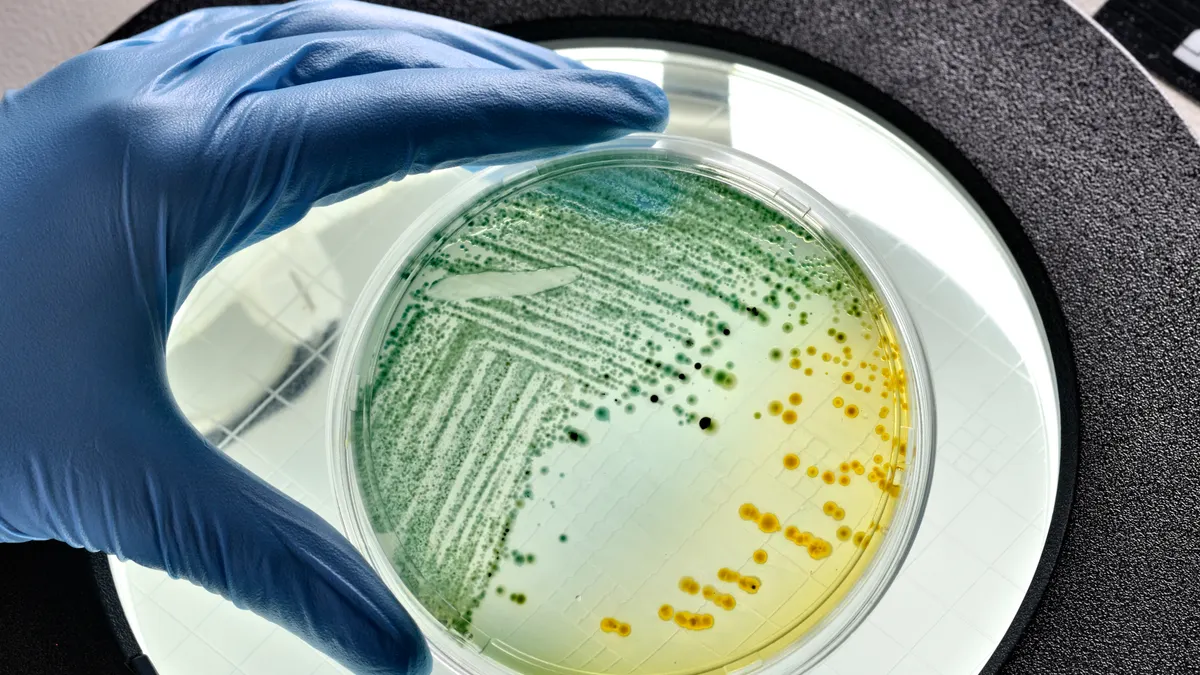E. coli bacteria growing in a petri dish