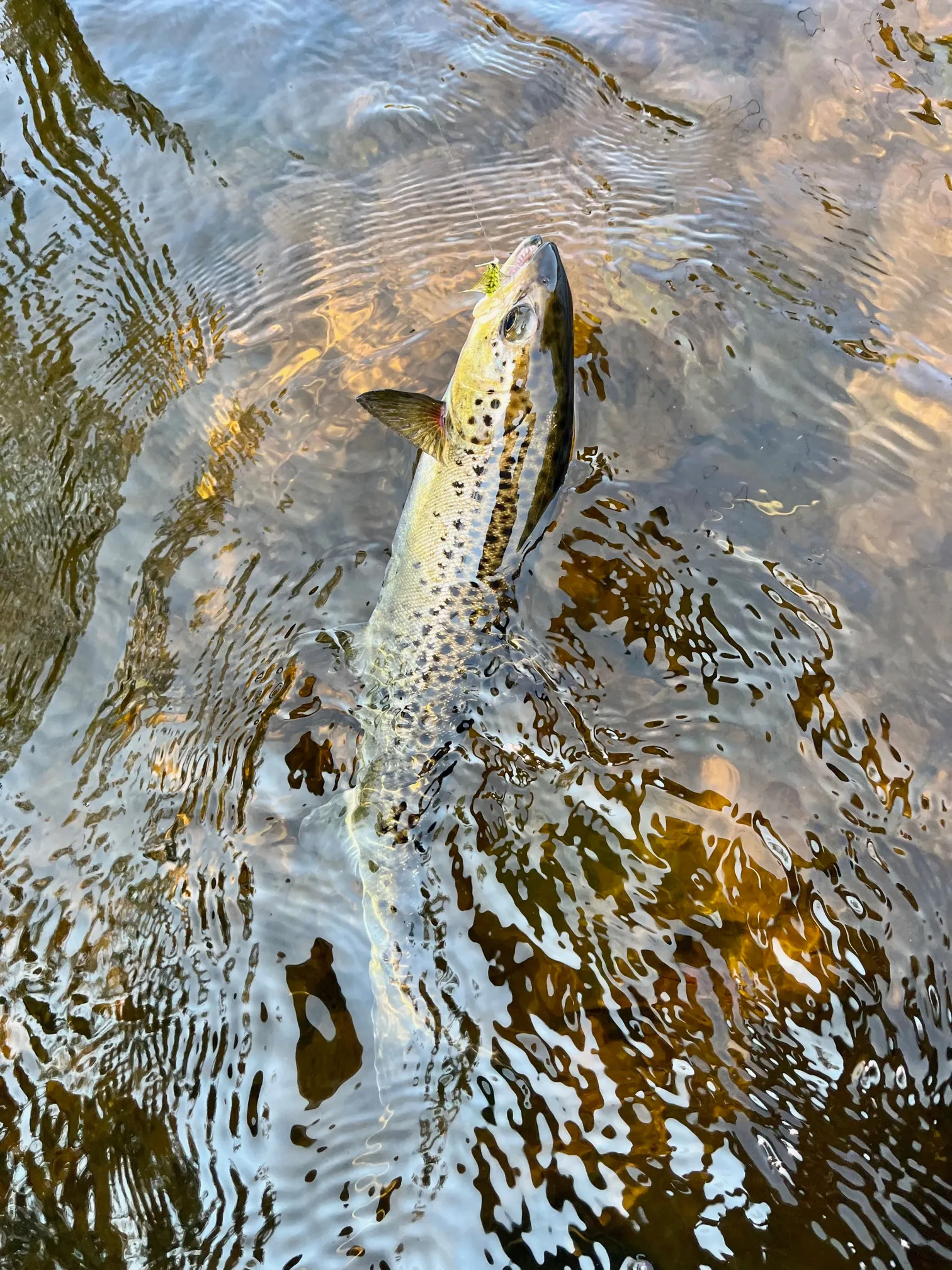 A fish in the water with a lure in its mouth