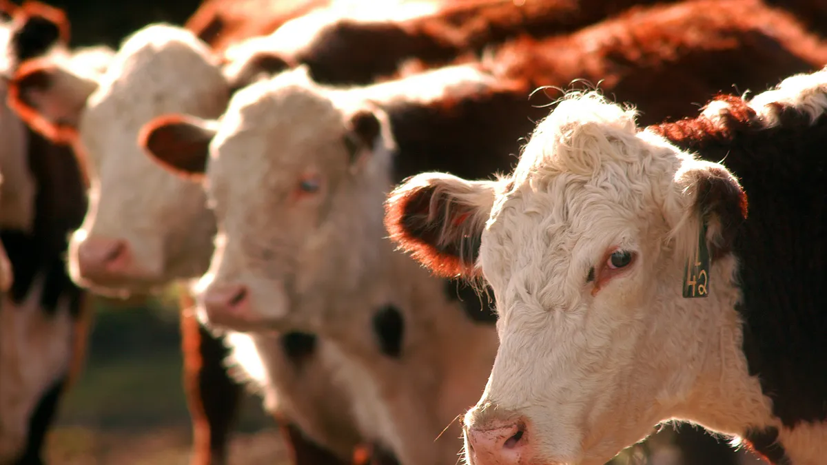 A row of cows stand