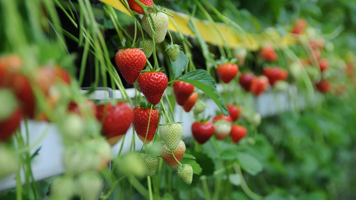 Strawberries ripen on the vine.