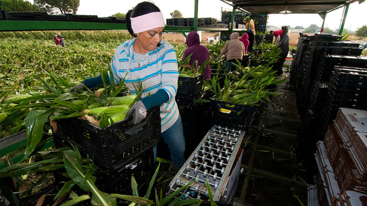 Migrant workers harvest corn on Uesugi Farms in Gilroy, CA, on Wednesday, Aug. 28, 2013.