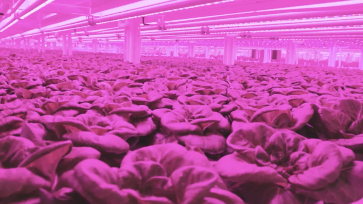 Kalera lettuce