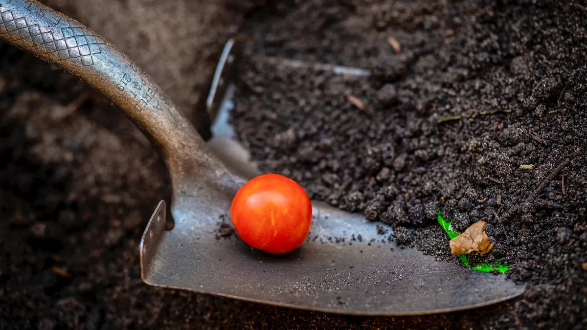 A small tomato sits on a pile of compost where Nuri Icgoren, with his wife Sofia, operate Urban Sprout Farms, a biodynamic, certified organic urban farm Lakewood Heights, Georgia.