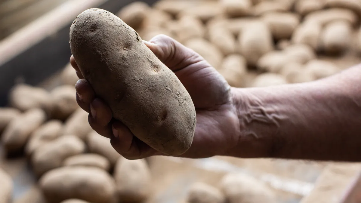 A farmer holds a russett potato in Washington.