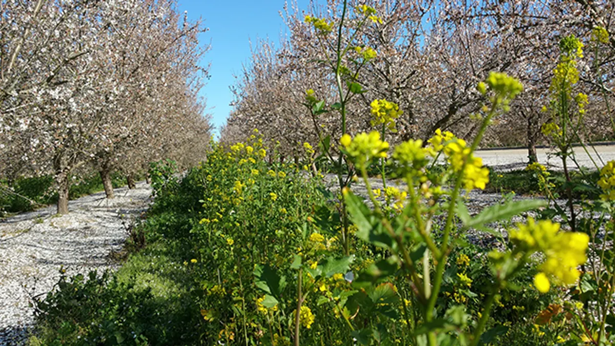 Almond orchard.