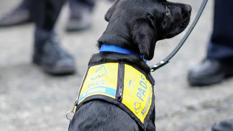 A fast FAQ on accommodating service animals | HR Dive