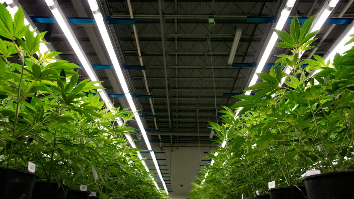 Marijuana plants growing in an indoor facility