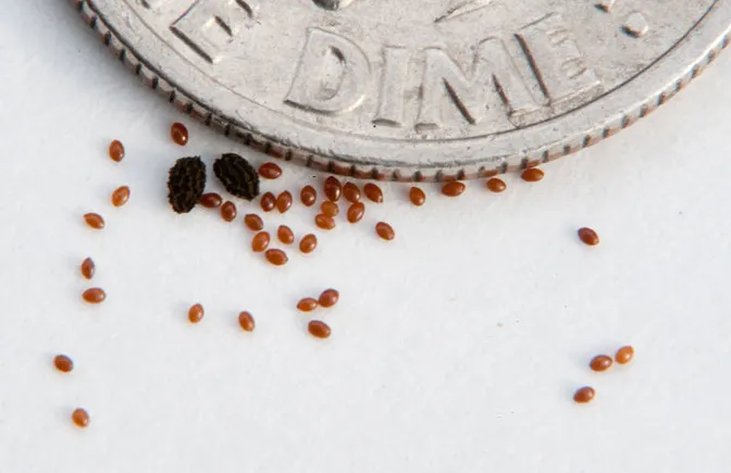 Smallpox Seeds 'Doctorpreneurs' breathing new life into healthcare seed funding ...