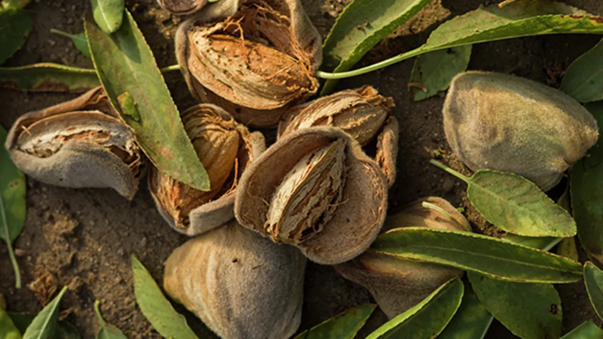 Almonds growing