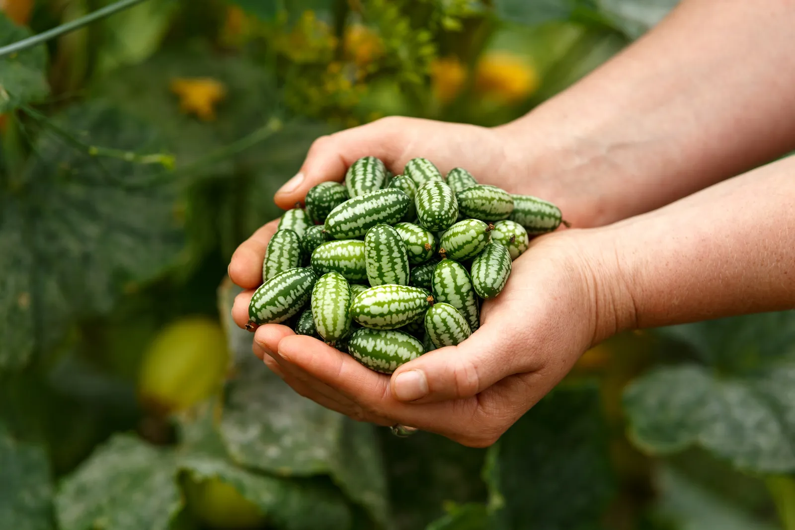 A hand holding cucamelons