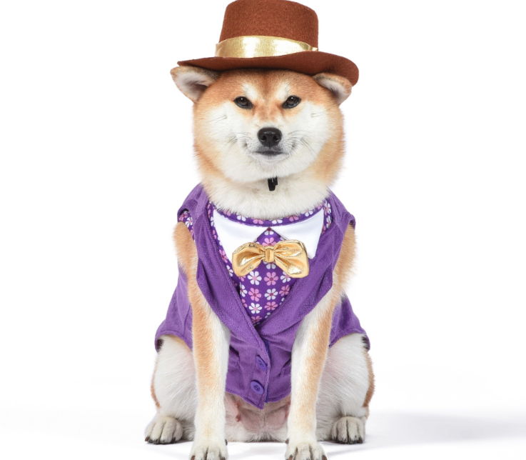 Dog dressed up in a Willy Wonka costume.