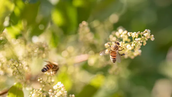 Bees pollenating a flower