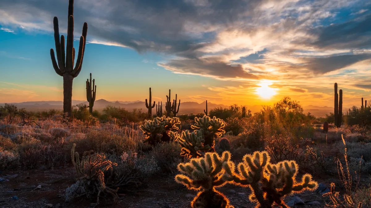 Arizona sunset with saguaro cactus silhouettes and Camelback Mountain in the distance