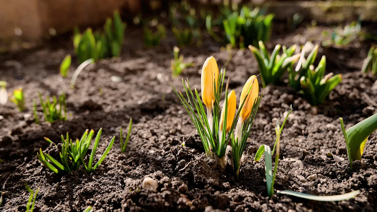 yellow flowers growing in soil