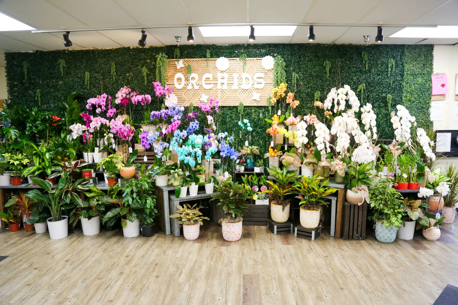 Floral display of orchids inside a grocery store
