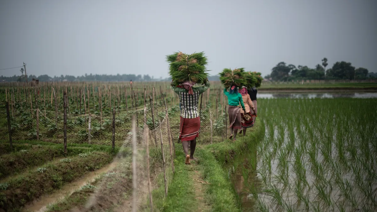 Farm workers carry rice paddy on their heads, walking next to a flooded field