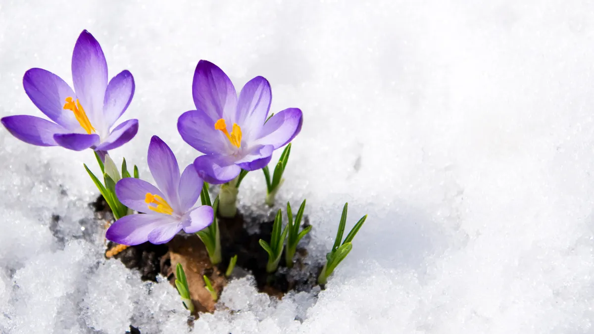 Spring crocus snow