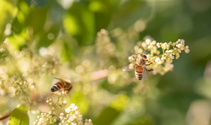 The business of beekeeping at scale: How science and greater investment are shaping honey’s growth