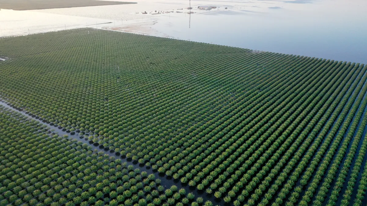 An aerial view of pistachio trees flooded by surrounding water.