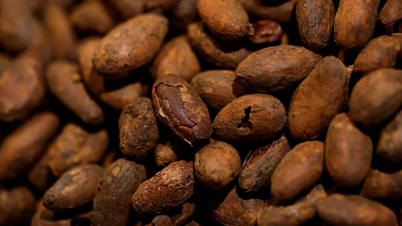 Roasted cocoa beans are seen in a close up